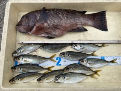 <p>伴野様　沖の北　サビキ釣りで小アジ🎣落とし込み(カニ)でカンダイ🎣</p>
