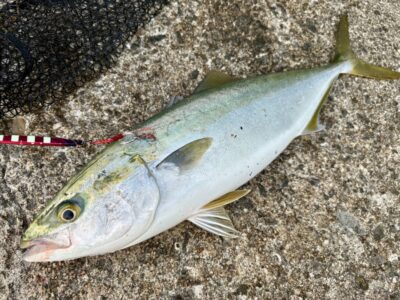 <p>森田様　沖の北　5:30頃にハマチ🎣</p>