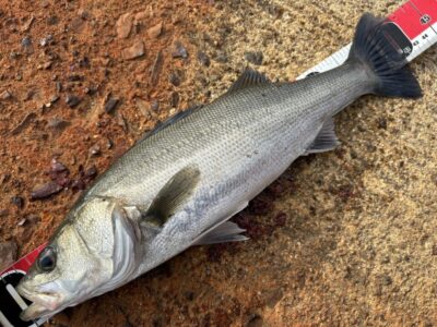 <p>福山様　沖の北　エビ撒き釣り　本日3尾目のハネ🎣</p>