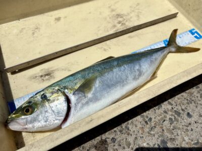 <p>久田様　沖の北　ハマチ🎣</p>