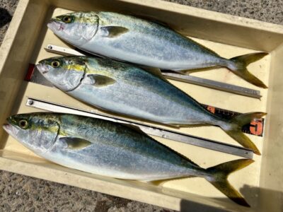 <p>下村様　沖の北　ハマチ3尾🎣</p>