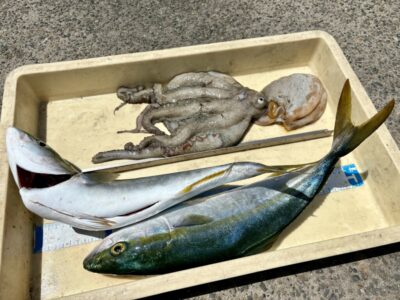 <p>アドレンジャー様　沖の北　タコ1kg🐙 & ハマチ2尾🎣</p>