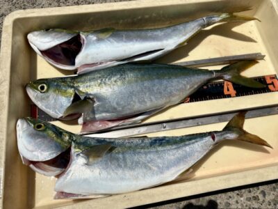 <p>山本様　沖の北　ハマチ3尾🎣</p>