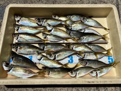 <p>小谷様　沖の北　サビキ釣りでアジ大漁🎣</p>