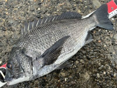 <p>福山様　旧一文字赤灯　チヌ44.5cm🎣</p>