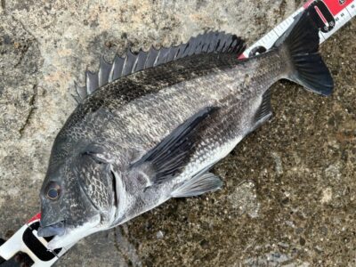 <p>福山様　旧一文字赤灯　チヌ41cm🎣</p>