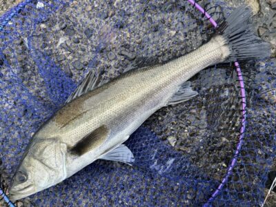 <p>ハネ研会長　福山様　旧一文字赤灯　エビ撒き釣り(地エビ) はね53〜55cm 2尾🎣</p>