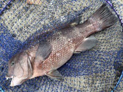 <p>福山様　旧一文字赤灯　トドメのカンダイ🎣</p>