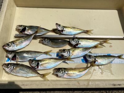 <p>植山様　沖の北　サビキ釣りでアジ🎣</p>