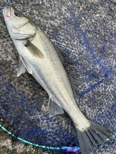 <p>福山様 沖の北 エビ撒き釣りでハネ！</p>