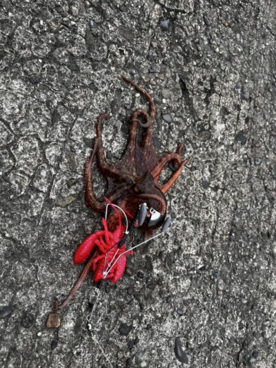 <p>タニグチ様 旧一文字赤灯外向き 新子タコ🐙撮影後リリース♪</p>