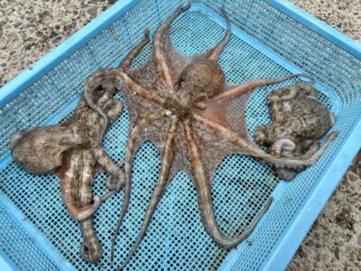<p>🌻ひまわり🌻様  旧一文字カーブ タコエギ＆タコジグで新子タコ🐙</p>