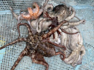<p>唐見君 旧一文字カーブ〜白灯 新子タコ🐙</p>