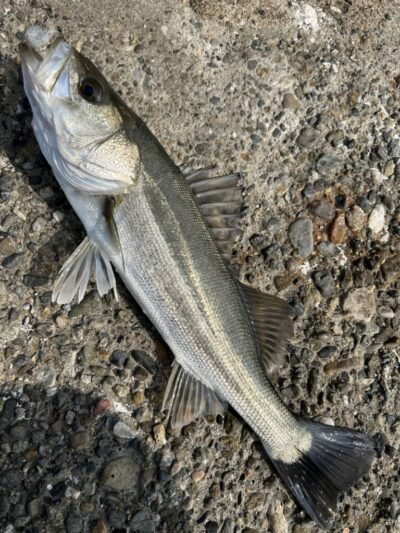 <p>福山様 旧一文字赤灯外向き エビ撒き釣りでハネ55cm！小さいアコウ・ガシラ・メバルは遅い時間までよく釣れたそうです♪</p>