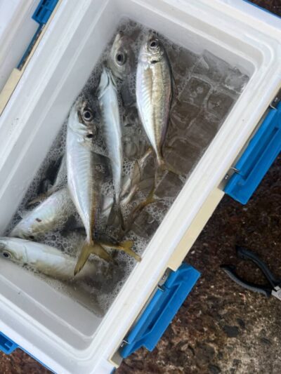 <p>沖の北 オイルフェンス周辺内向き 足元サビキで豆〜中アジ！今日もよく釣れてました♪6時くらいには止まってしまうのでアジを釣りたい方は渡ってすぐやってください！</p>