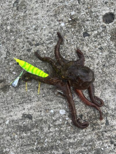 <p>ミッチー様 沖の北 アズーロ蛸電で新子タコ🐙</p>