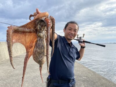 <p>沖の北外向き アズーロ蛸電で大ダコ2.41kg！！！6時半頃にヒット！</p><p>隙間で抱かれたのか明確なアタリはなかったんですが怪しかったのでとりあえずフッキング→フルロック→ラインを手で持って確認→生命反応有り→動くのを待って激合わせ→15分くらい粘ってなんとか獲れました♪</p>