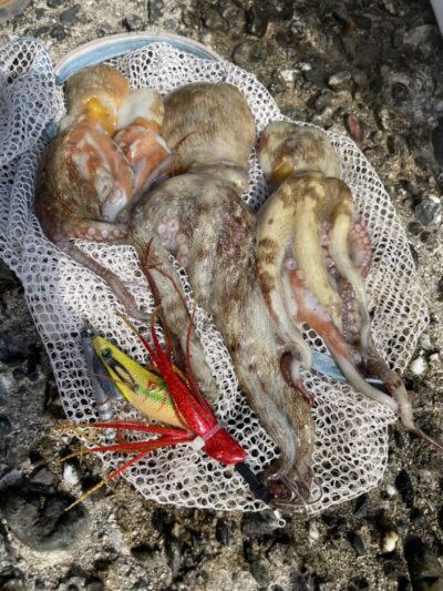 <p>上垣内様 旧一文字3番〜赤灯 タコエギで新子タコ🐙</p>