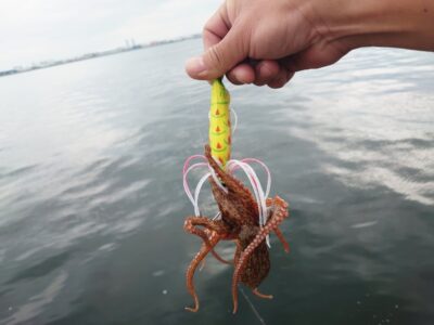 <p>旧一文字カーブ タコエギで新子タコ🐙海藻が多くてヌルヌルするんでアタリが分かり辛いです。怪しかったら竿をピタッと停めて引き込まないかを確認してください！とりあえず思いっきり合わせるのもあり。</p>