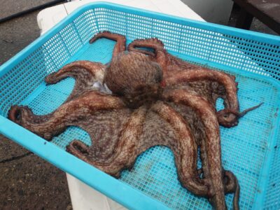 <p>釣れちゃうタマ 沖の北外向き タコエギで🐙1.33kg！5時頃に足元で釣れました♪</p>