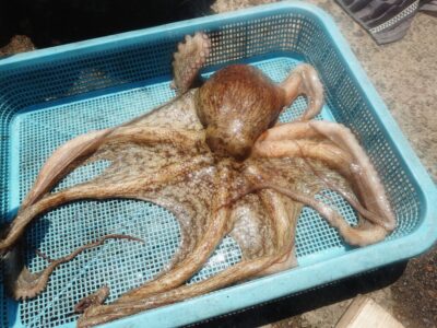 <p>亀本様 旧一文字赤灯外向き タコエギでタコ1.17kg🐙新子も2つ♪</p>