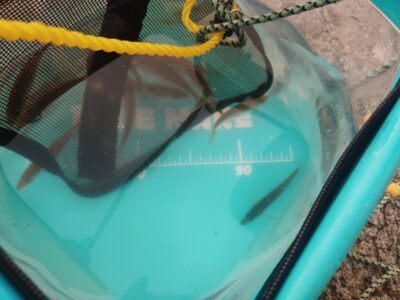 <p>沖の北オイルフェンス周辺内向き 足元サビキで豆アジがよく釣れていました！5時頃</p>