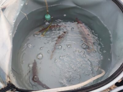 <p>沖の北オイルフェンス周辺内向き 小アジもかかっていましたが豆アジが多めのようでした。</p>