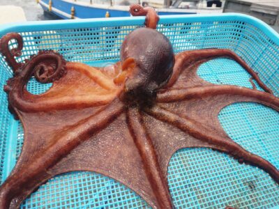 <p>優勝候補の松村名人 沖の北 竿下タコジグでタコ🐙1.10kg</p>