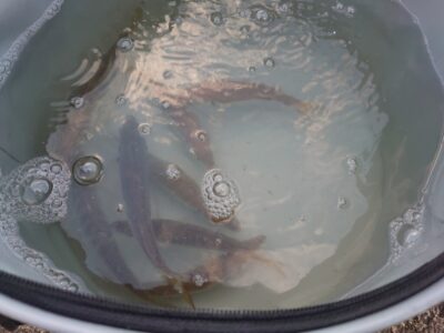 <p>沖の北 オイルフェンス周辺内向き 足元がサビキで中アジ！今朝は豆アジ小サバは掛からず。5時半頃から釣れ出して6時には時合い終了…。でもサイズ良かったです♪</p>