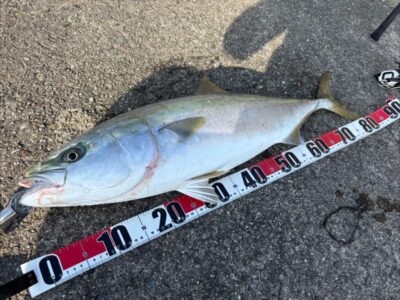 <p>山内様 沖の北 ショアジギでブリ85cm！7時半頃にヒット！</p>