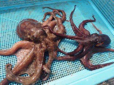 <p>亀本様 旧一文字カーブ周辺 タコエギで中型と新子タコ🐙</p><p>他にも釣ってる人はいたんですが、新子タコがポツポツな感じでした。</p>