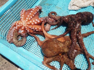 <p>旧一文字カーブ周辺 タコエギで新子タコ🐙</p>