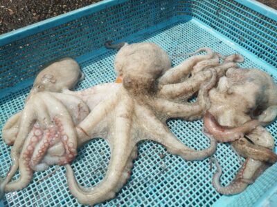<p>旧一文字カーブ外向き タコエギでタコ570gと新子タコ🐙今日は時合いもなくかなり渋い状況でした。一雨あれば良くなりそう。</p>