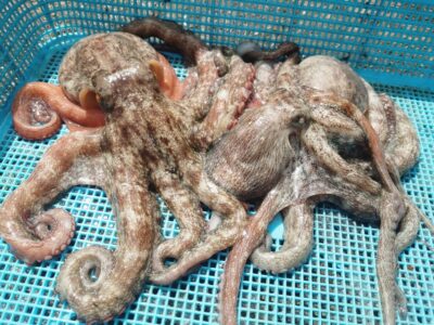 <p>やーたこ様 沖の北内向き タコエギで新子タコ🐙早朝の時合いで</p>