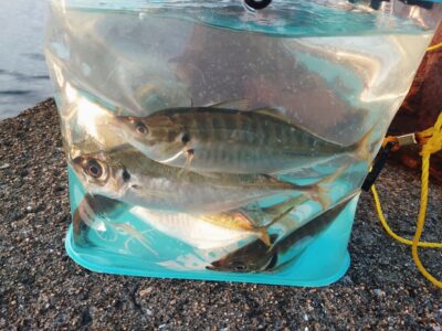 <p>沖の北 オイルフェンス周辺内向き 足元サビキで小〜中アジ！今日も5時半頃まではよく釣れてました。その後は飛ばしサビキでポツポツと。時合いを過ぎるとかなりペースか落ちますので早朝しっかり釣っておいてください。</p>