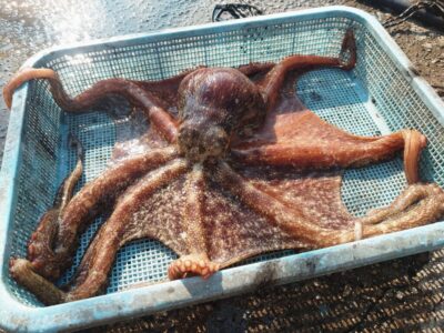 <p>釣れちゃうタマ 沖の北内向き タコエギで大ダコ🐙1.63kg！6時にヒット！</p><p>「またお客様のタコを釣ってしまいました。すいません。悪気はないんです…。釣れちゃうんです…。」</p><p>内向きの海藻がちょっと少なくなった感じがします。北の大ダコ良くなるかも♪</p>