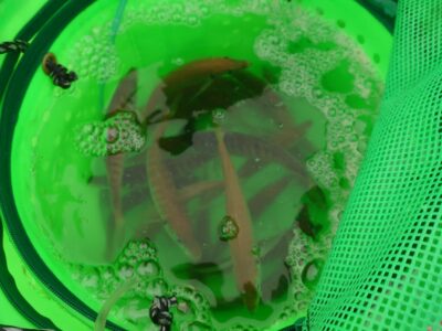 <p>沖の北 オイルフェンス周辺内向き 足元サビキで小アジ！6時頃まではぼちぼちかかっていてようです。</p><p>沢山釣ってる方もいたんですが3匹の人も…。小針（4号とか5号）のほうが良かったみたいです。ウィリーサビキの人もよく釣ってました。</p>