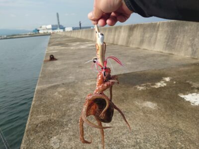 <p>沖の北内向き タコエギで新子タコ🐙リリースしました♪まだ新子少ないです。これから徐々に増えて行きます。</p>