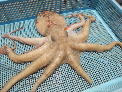 <p>今日サワラ釣った井田君 沖の北外向き 9時過ぎにタコ🐙800g！</p>