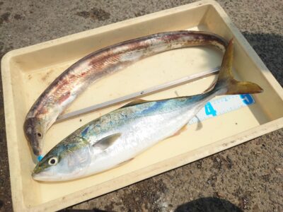 <p>藤森様 沖の北 ショアジギでハマチ！飲ませ釣りでハモ！骨切りは難しいですがとても美味♪</p>