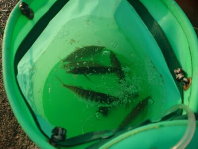 <p>沖の北オイルフェンス周辺内向き 4時半便で渡ってすぐは高活性だったようです。いつも通り6時頃からペースダウン…。</p>