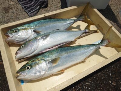 <p>沖の北 ショアジギでハマチ3つ！</p>