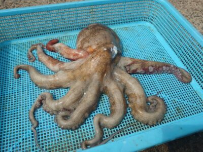 <p>山田様 旧一文字3番〜カーブ タコエギでタコ1kg！7時半頃にヒット！</p>