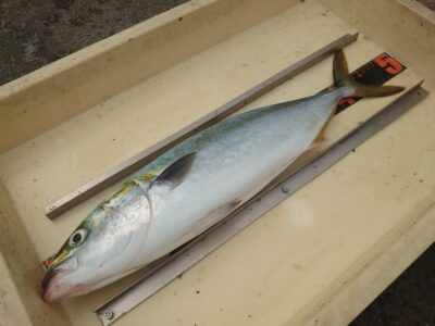 <p>沖の北 ショアジギでハマチ！波なし潮なしで厳しい状況でした。</p>