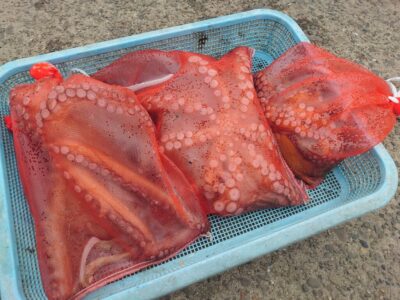 <p>食材を仕入れに来た小玉様 旧一文字赤灯〜2番外向き タコエギ遠投で1.41kg、1.16kgと中型も1つ！！！</p>