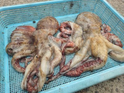 <p>山内様 旧一文字赤灯外向き タコ🐙1.15kgと900g 大きい方は11時すぎにヒット！</p>