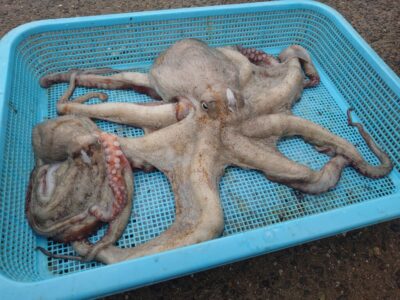 <p>加藤様 旧一文字3番内向き足元 大ダコ1.57kg🐙</p><p>奥さんがかけてバラした後、旦那さんがフォローを入れてゲット♪どっちのタコかで揉めてました笑</p><p>※バラしてしまってもすぐに仕掛けを入れればもう一回抱いてくることがあります。特に旧一文字は浅いのでフォローが効きやすいです。ただ長時間粘るのはオススメしません。</p><p> </p>