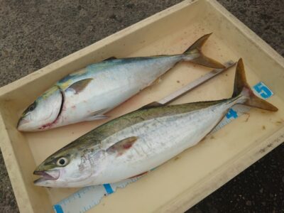 <p>沖の北 ショアジギでハマチ！</p><p>他の方で8時頃にバラし1つ、9時に一匹釣れてました。潮動かずポツポツ…。</p>