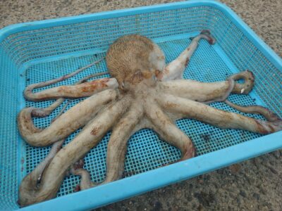 <p>石井様 旧一文字カーブ周辺外向き タコエギでタコ1.44kg🐙初キロアップおめでとうございます！</p>