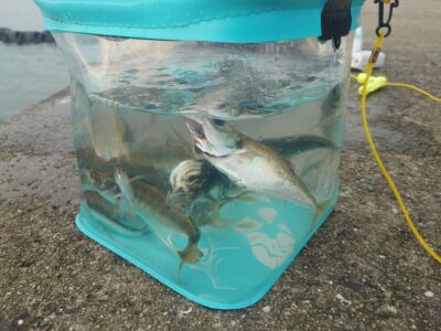 <p>沖の北オイルフェンス周辺内向き 足元サビキで豆〜小アジ！</p><p>ピンクのサビキは釣れてませんでした。サバ皮ハゲ皮あたりが無難です。あと潮が飛んでることが多いのでカゴは20号を使ってください。</p><p>相変わらず時合いが短いので1番船で渡ったらすぐやってください。1時間くらいで釣れなくなりますので。</p>